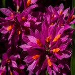 Dendrobium Hibiki Flowering Size